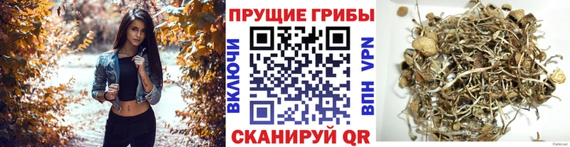 Псилоцибиновые грибы мицелий  Нижняя Тура 